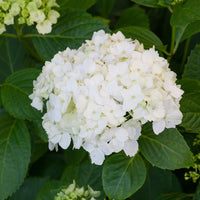 Full garden display of Hydrangea Macrophylla Madame Emile Mouillere