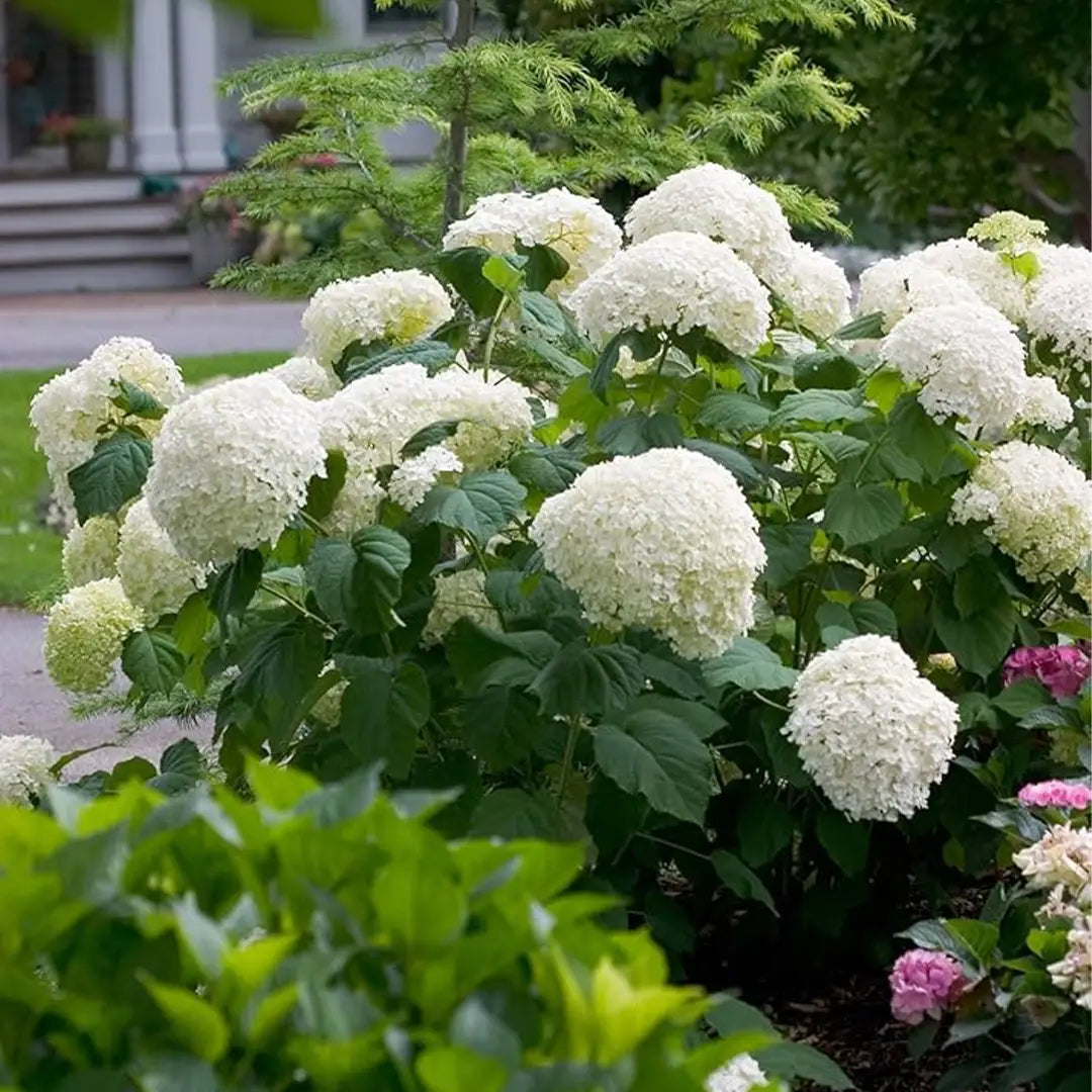 Hydrangea shrub with pink and white blooms planted in garden bed during summer season