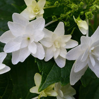 Fuji Waterfall Hydrangea flowering plants in full bloom
