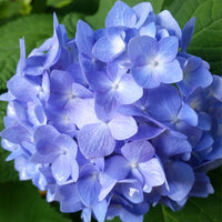 Nightingale Hydrangea blooming in summer gardens