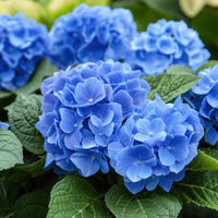 Close-Up of Nikko Blue Hydrangea Flowers and Green Leaves