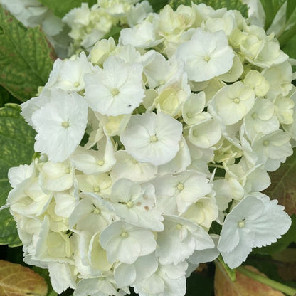 Madame Emile Mouillere&