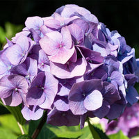 Penny Mac Hydrangea lush with colorful petals
