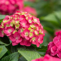 Blooming hydrangea shrub Endless Summer Crush Hydrangea