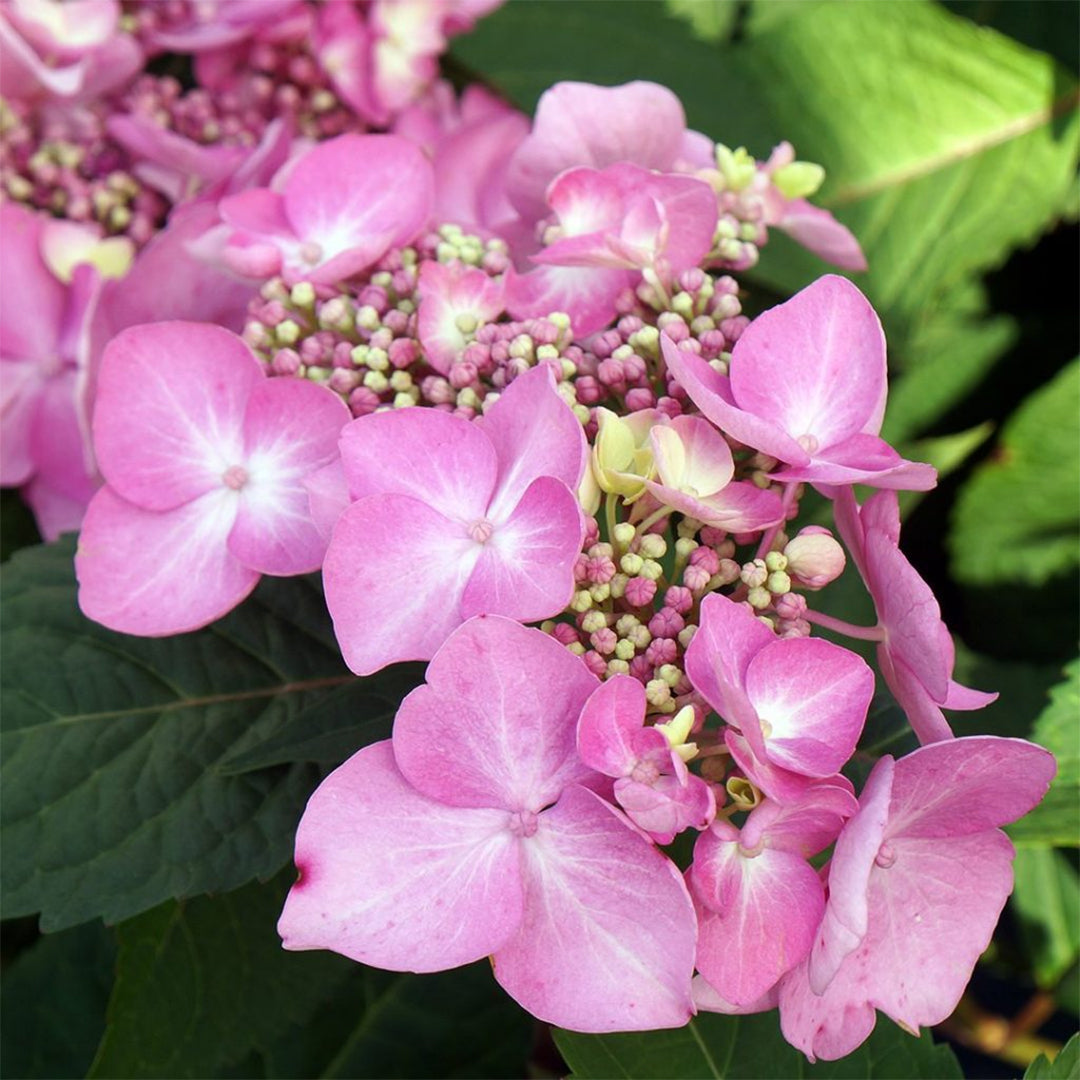 Twist-n-Shout Hydrangea