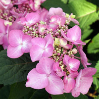Colorful blooms of Twist N Shout Hydrangea in full bloom