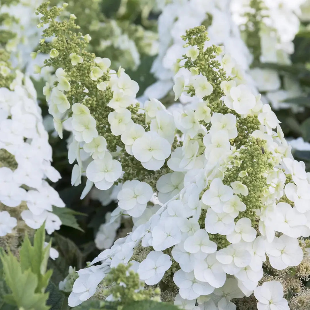 Ruby Slippers Oakleaf Hydrangea