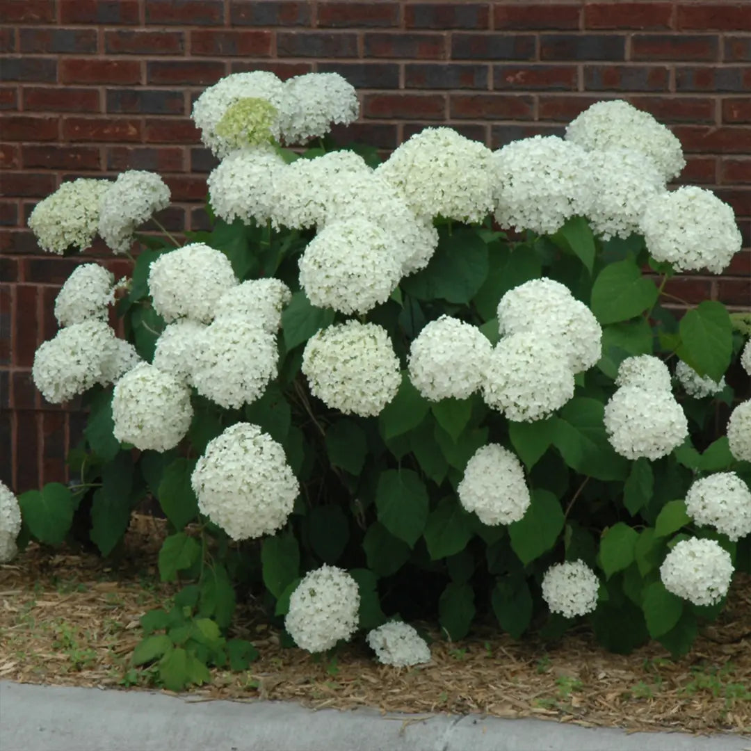 Close-up of Hydrangea Little Lime Punch flowers turning from lime green to soft pink