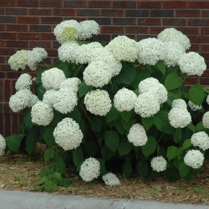 Close-up of Hydrangea Little Lime Punch flowers turning from lime green to soft pink