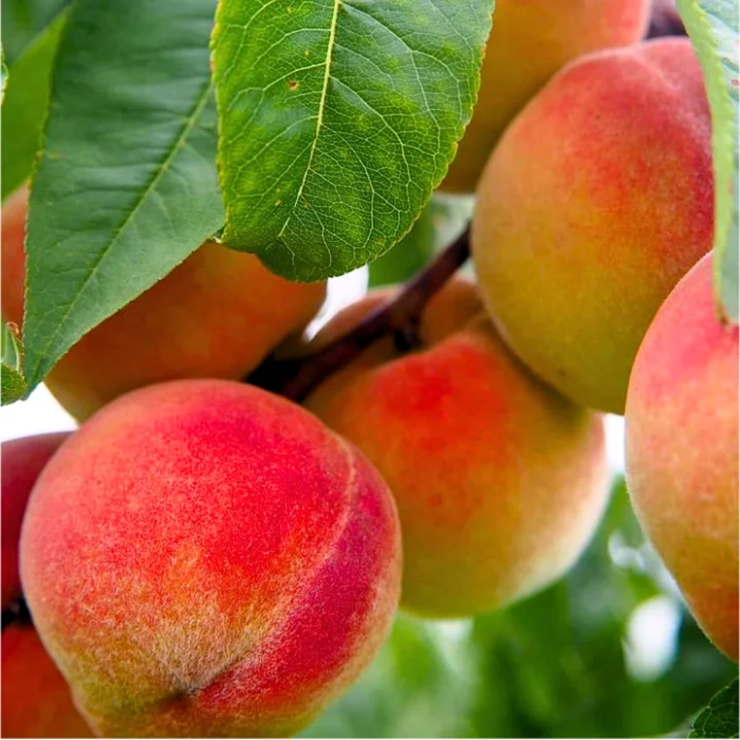 Early growth pattern of the Contender Peach Tree displayed