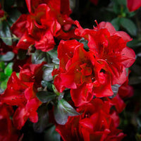 Encore Azalea shrub landscape with vibrant red flowers