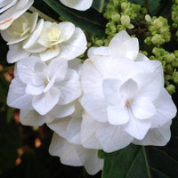 Hydrangea Wedding Gown plant in bright sunlight