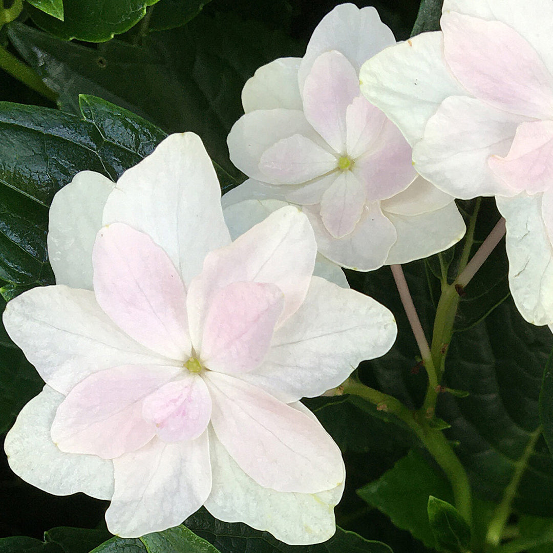 Fuji Waterfall Hydrangea
