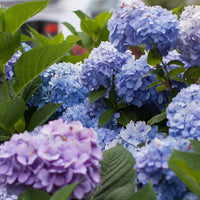 Lush blue flowering shrub The Original Endless Summer Hydrangea