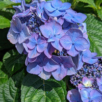 Pop Star Hydrangea plant ready for garden planting at Pixies Gardens nursery