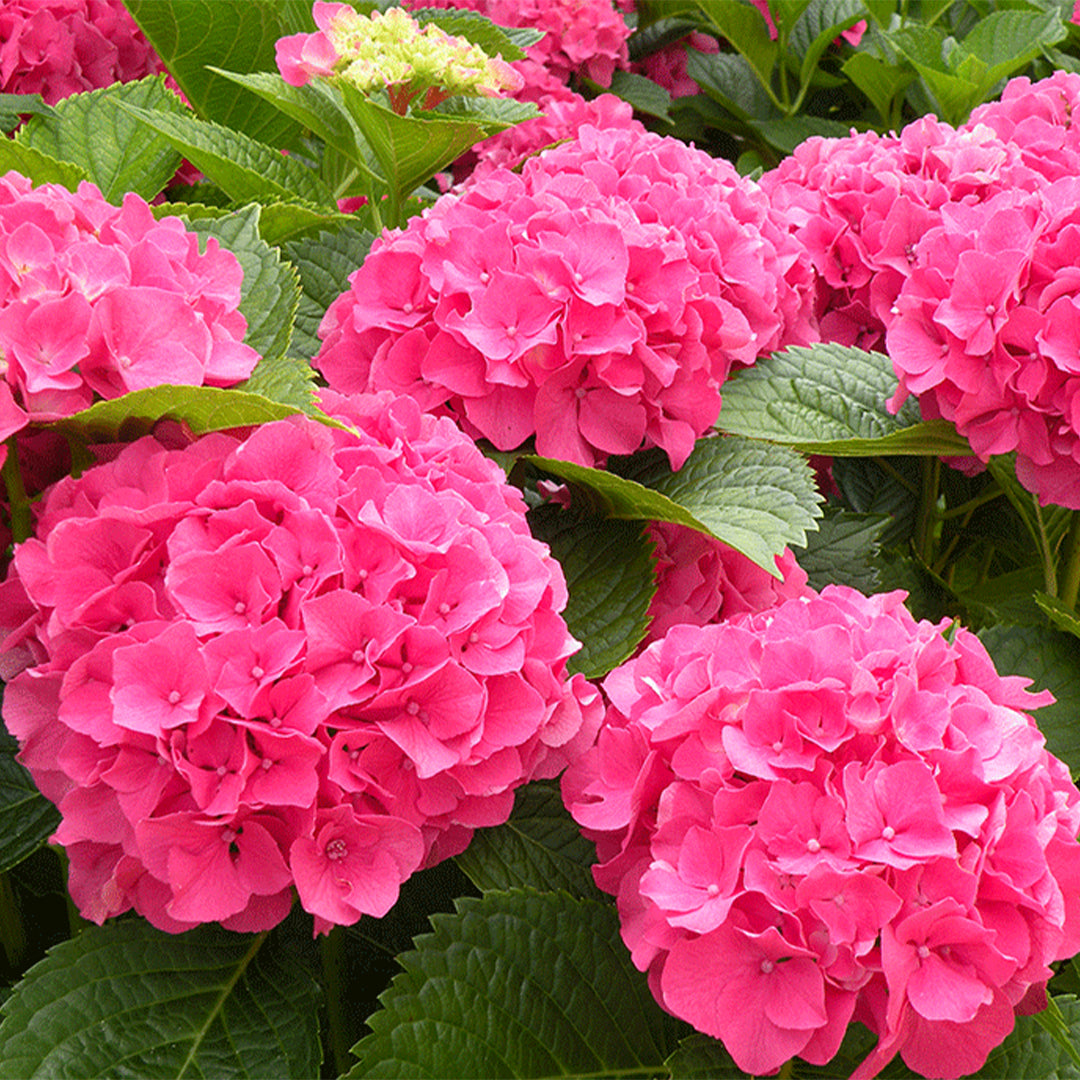 Masja Hydrangea