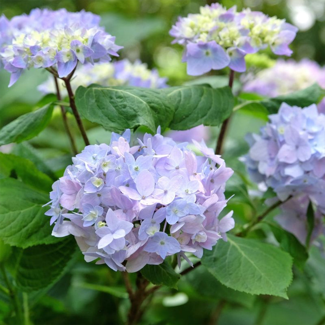 Rock-N-Roll Hydrangea