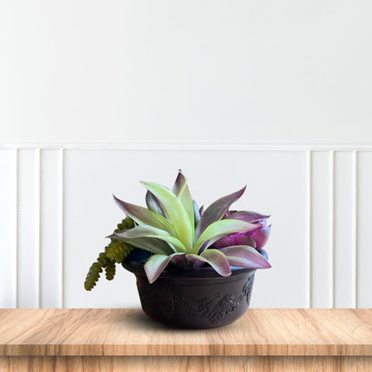 Gorgeous Succulent Plant in Plastic Pot -Good Gift