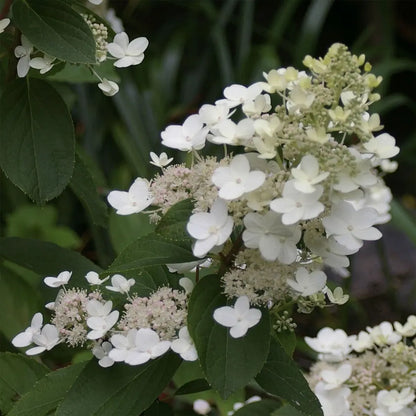 Tardiva Hydrangea