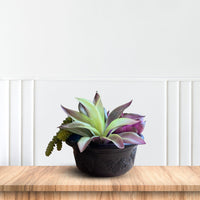 Artificial Plant - Gorgeous Succulent Plant in Plastic Pot -Good Gift
