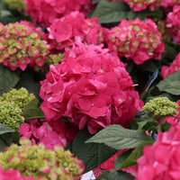 Pink blooming bush Endless Summer Crush Hydrangea