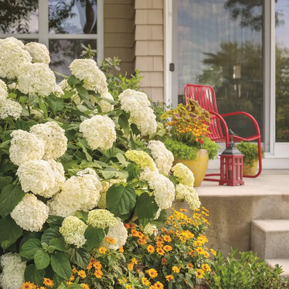 Little Lime Punch Hydrangea showing color-changing flowers and lush green foliage