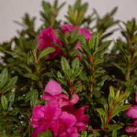 Autumn Jewel Encore Azalea