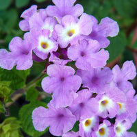 Lantana Montevidensis 'Trailing Purple - [EG]