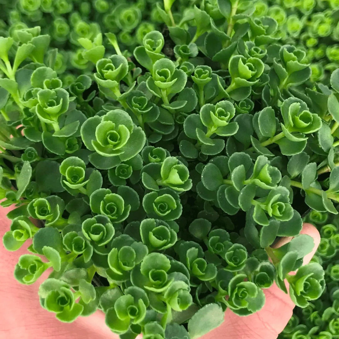 Sedum Spurium &