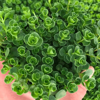 Sedum Spurium 'John Creech' - [EG]