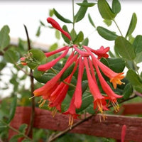 Coral Honeysuckle