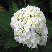 Fresh bloom clusters of Sister Theresa Hydrangea in garden