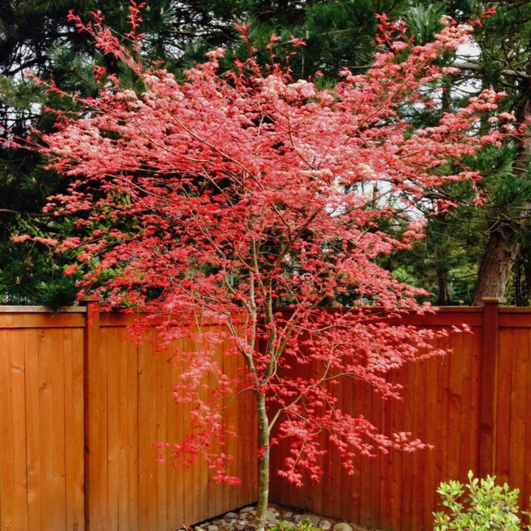 Close-up of Shin Deshojo Japanese Maple red spring foliage