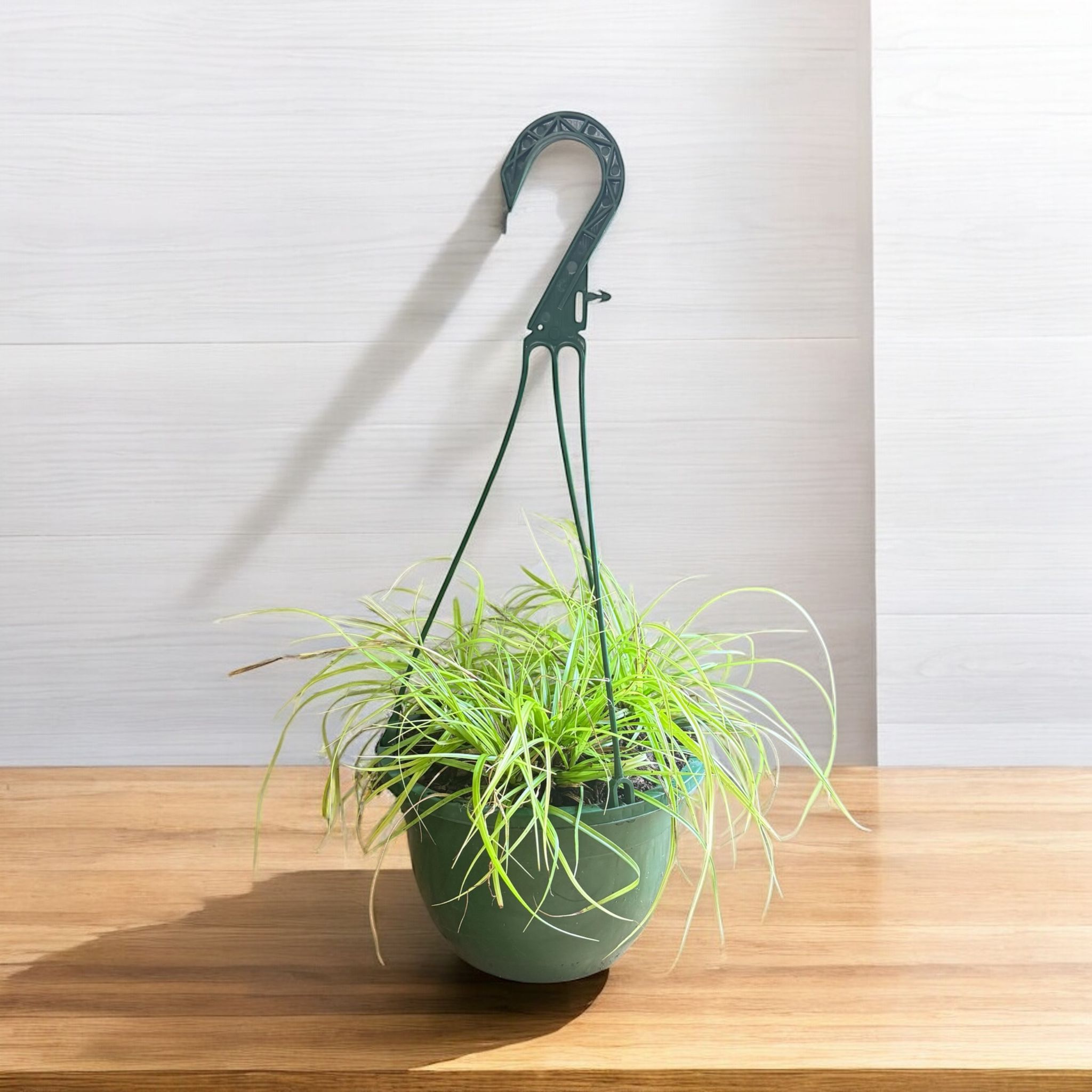 Evergold Carex Grass Hanging Basket (Live Indoor-Outdoor)