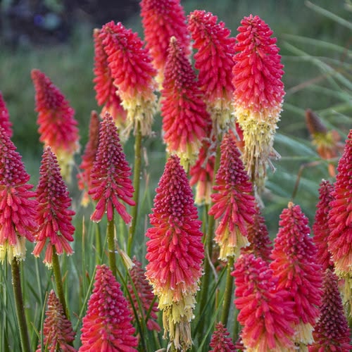 Fire "Red Hot" Poker