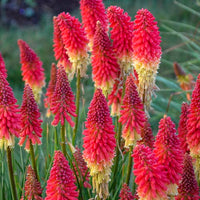 Fire "Red Hot" Poker