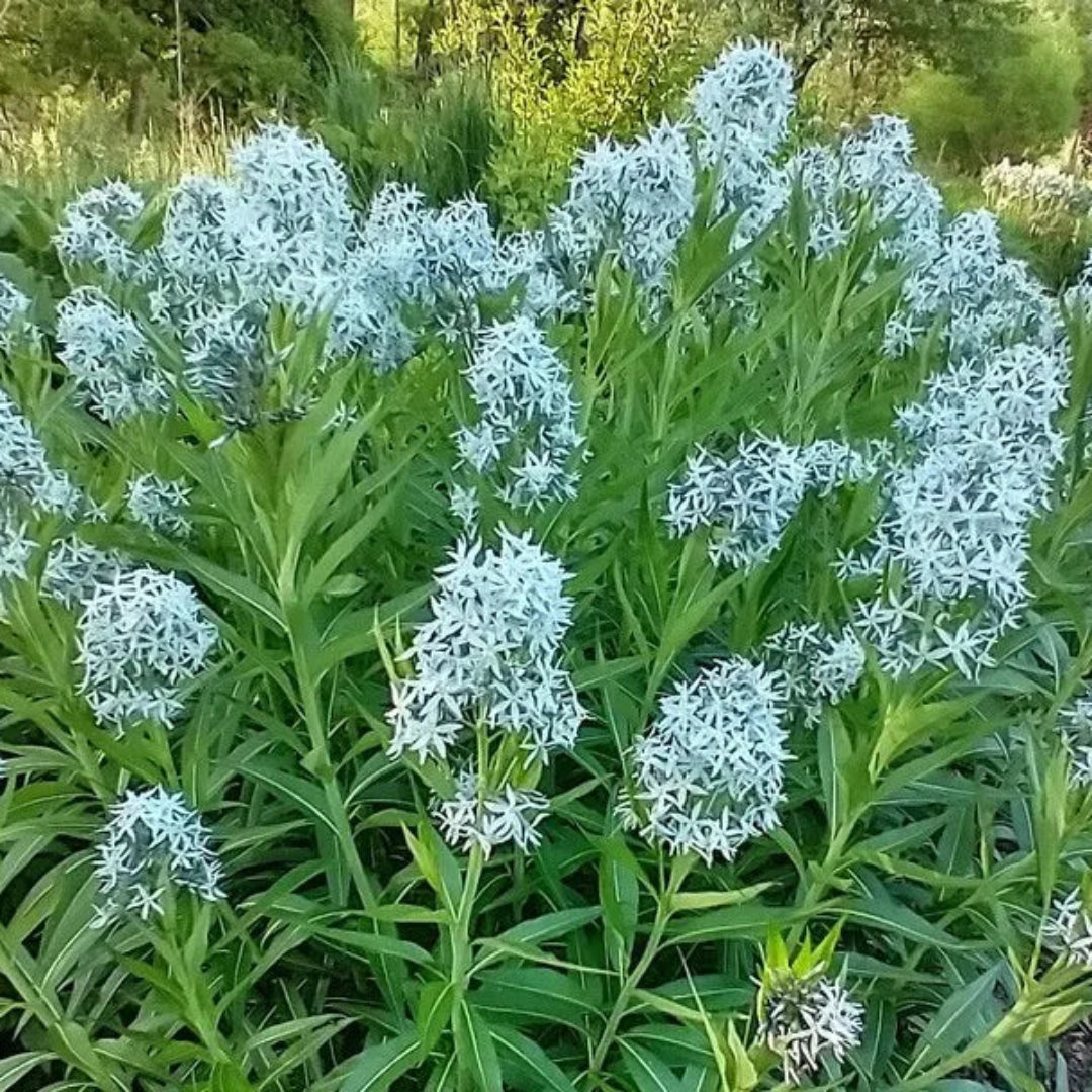 Amsonia Hubrichtii Blue Star