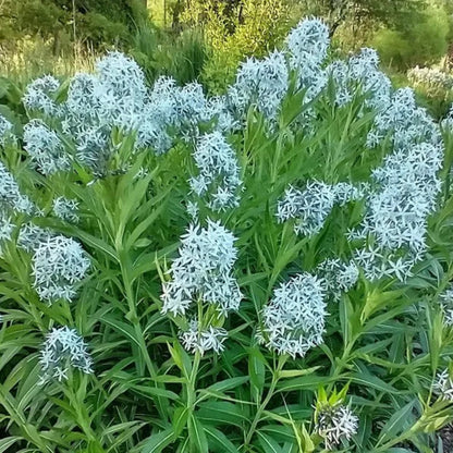 Amsonia Hubrichtii Blue Star