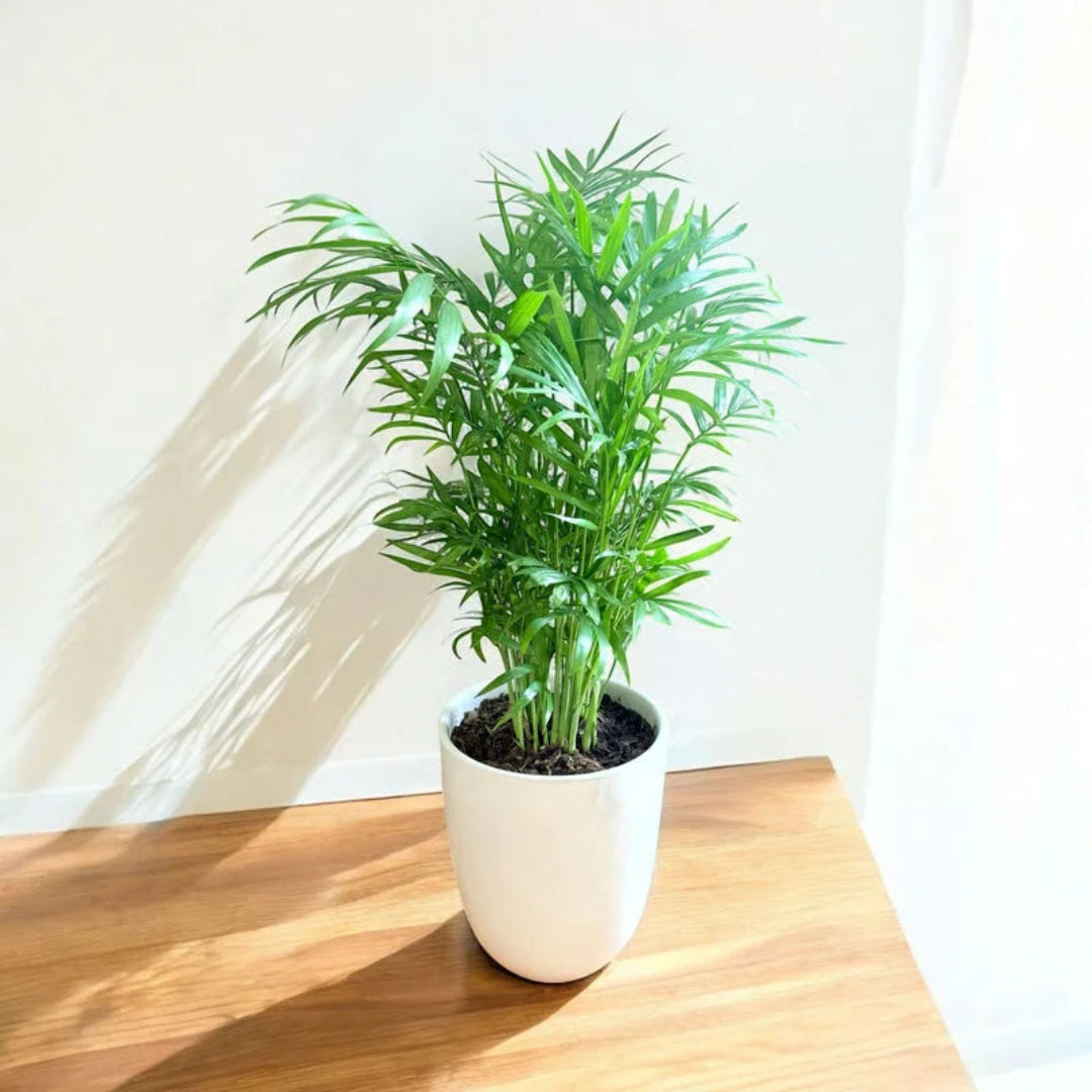 Neanthe Bella Palm in Special Planter (Indoor Plant)