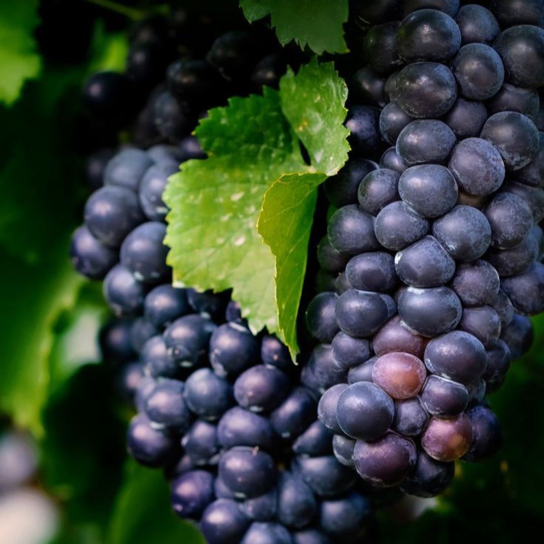 Mars Black Seedless Grape Vine