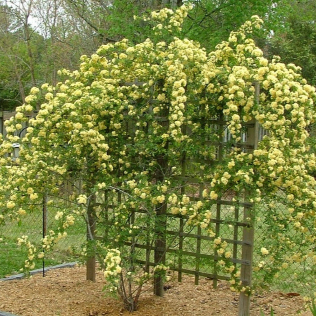 Rose Lady Banksia (Tripod)