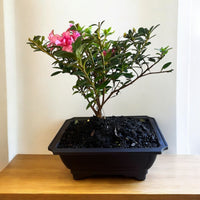 Bonsai Coral Bells Azalea Indoor/Outdoor (Live Plant)