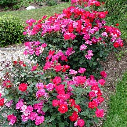 Gorgeous Red Rose (3-4 ft tall)