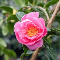 Winter's Joy Camellia