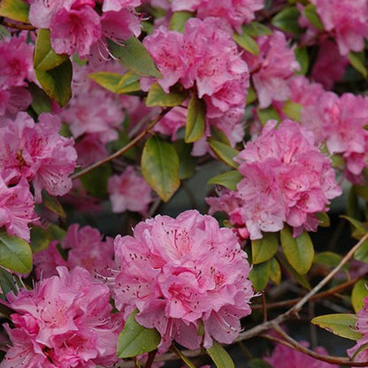 Olga Mezitt Rhododendron