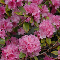 Olga Mezitt Rhododendron