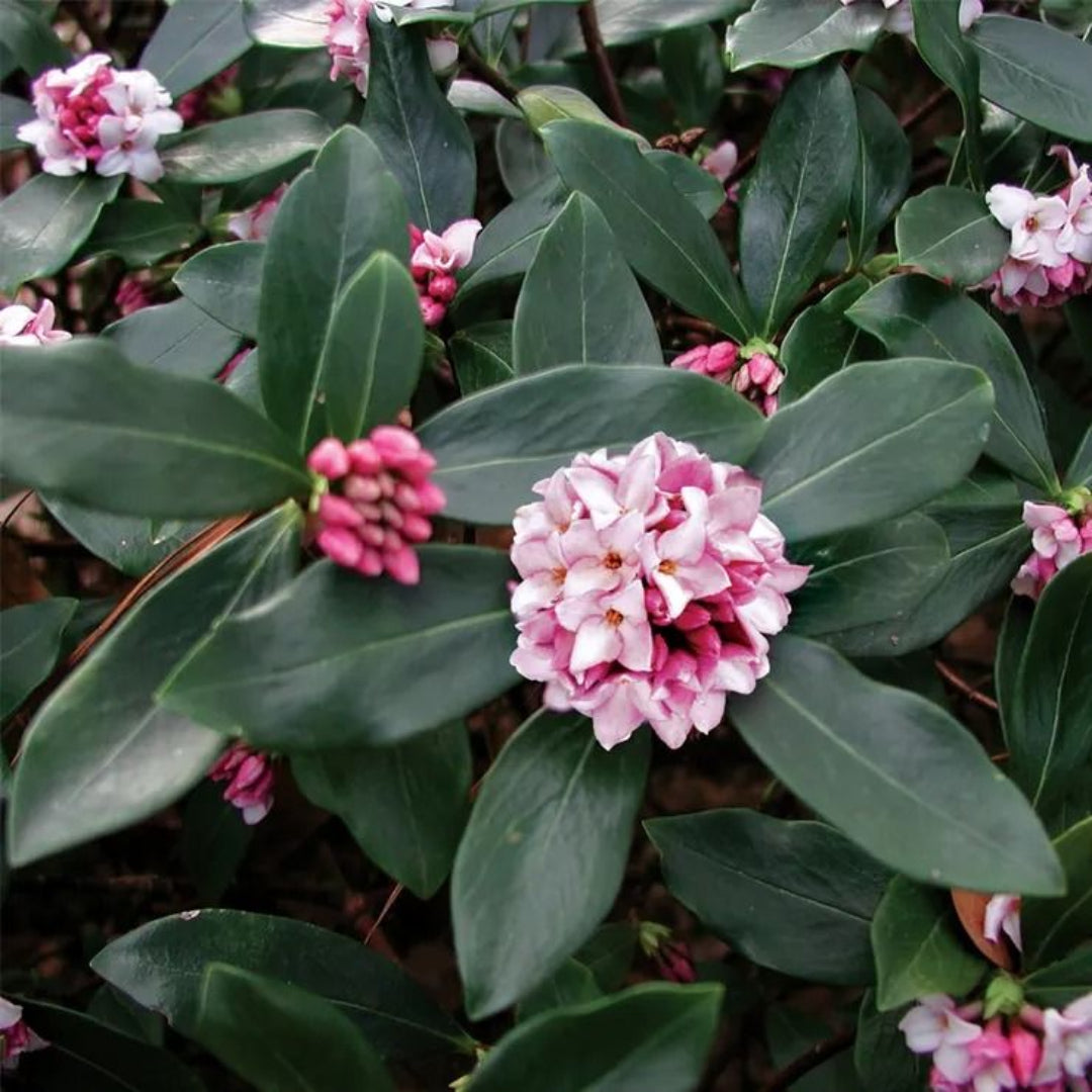 Daphne Odora Pink Plant garden-ready shrub