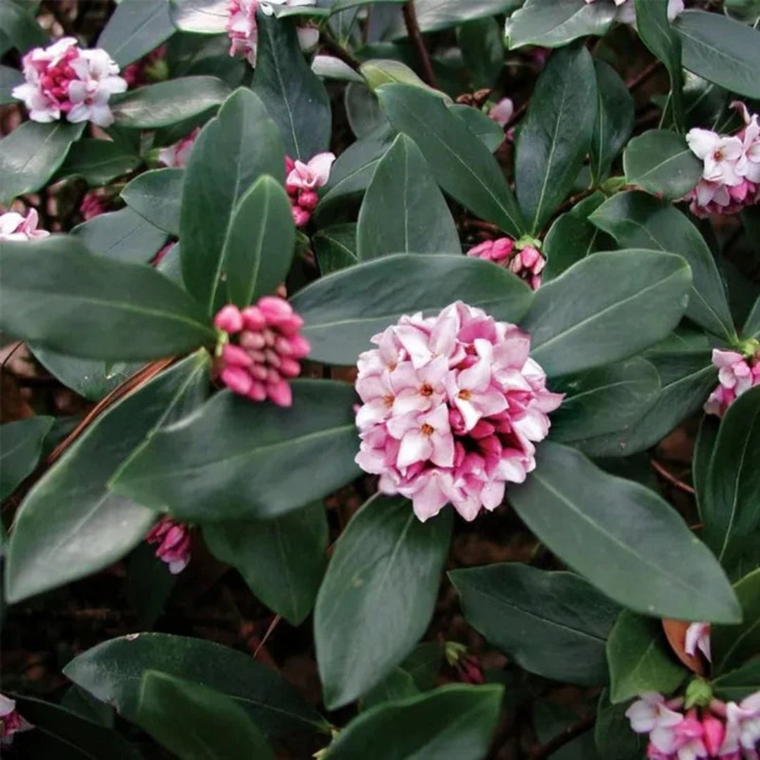 Daphne Odora Pink Plant close-up flowers
