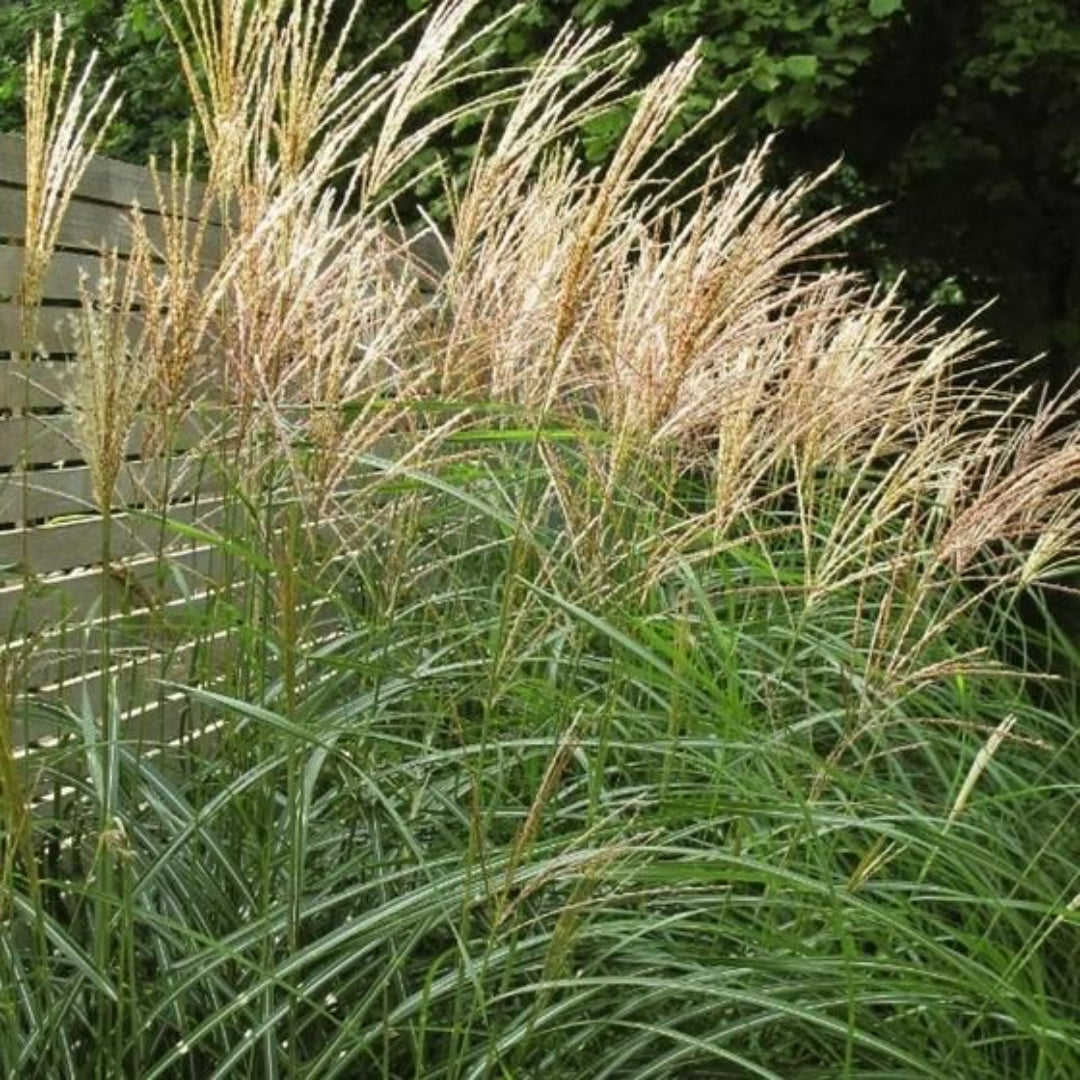 Maiden Grass