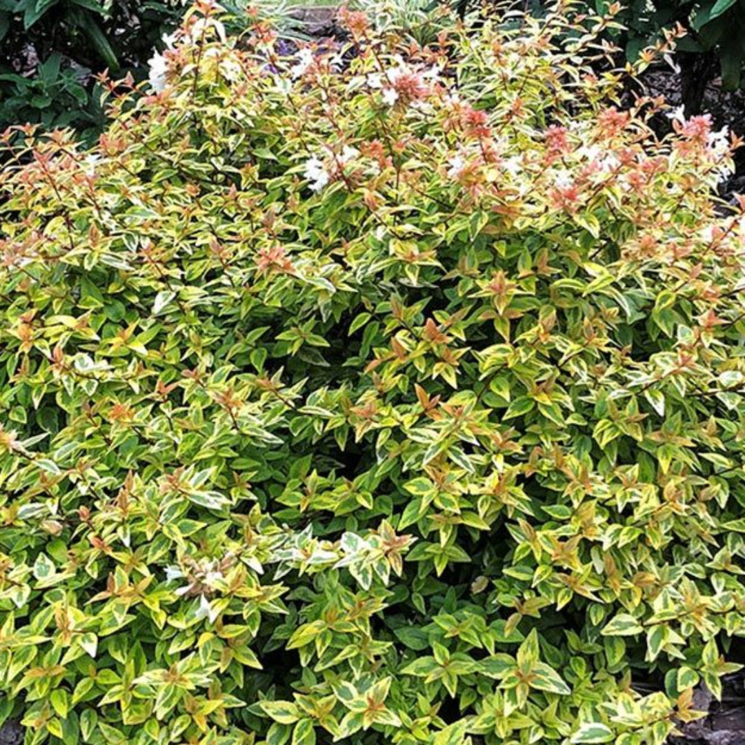 Abelia Suntastic ‘Radiance’